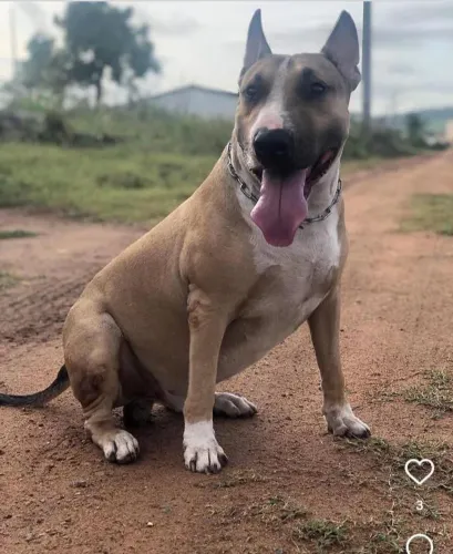 Bull terrier macho disponível para cruza 