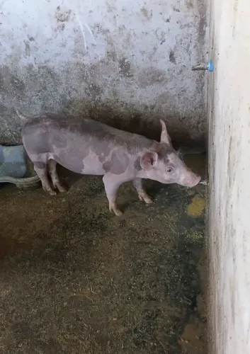Vendo leitoa e leitão de raça