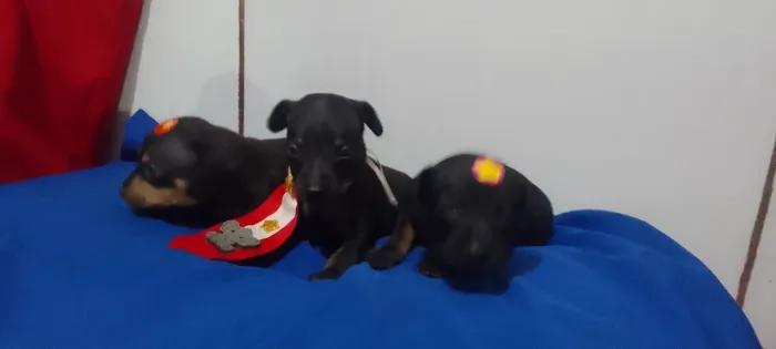 Pinscher N1