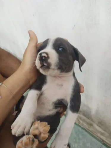 Filhote de Pitbull misturado 