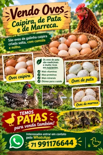 Ovos de pata, marreca e galinha caipira