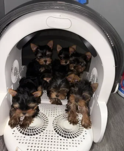Yorkshire terrier zero