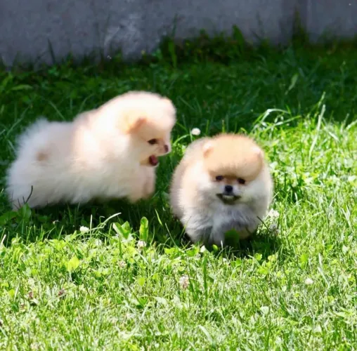 Vendo lindos filhotes de Lulu da Pomerania/spitz alemão padrão mini muito pequeno
