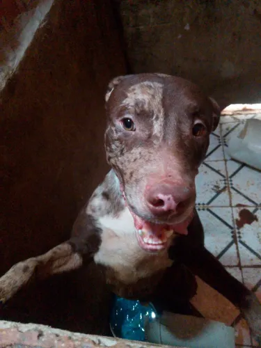 Preciso de um adestrador que queira esse cachorro pra adotar ele: precisa d um adestrador