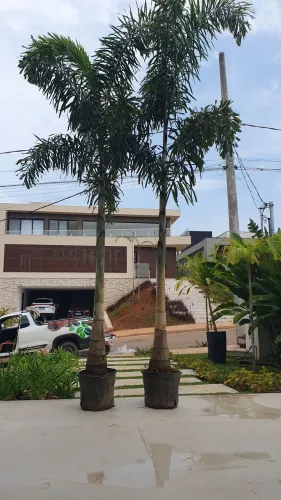 RABO DE RAPOSA 4 MTS ( tronco grosso )