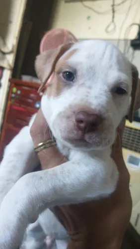 Filhote de cachorro ?
