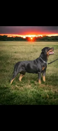 Vende_se cachorro Rottweiler 