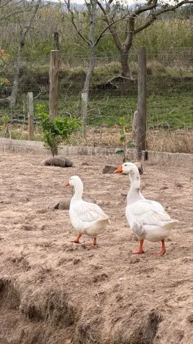 Casal de Gansos 