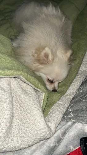 Vendo fêmea spitz alemão com 1 ano de idade