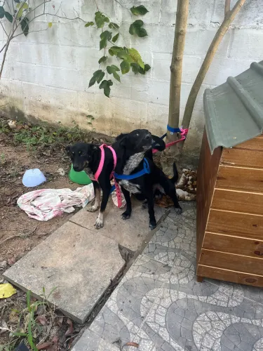 Cães para adoção 