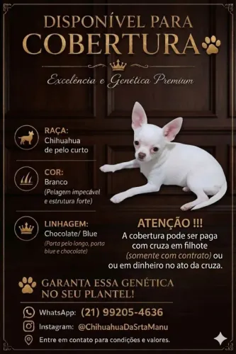 Chihuahua cobertura 