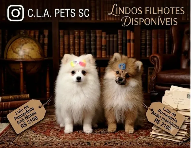 Filhotes de Lulu da Pomerânia