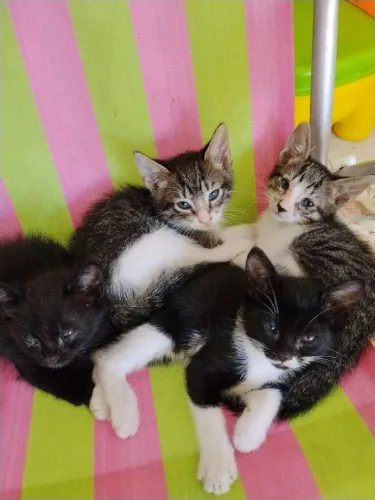 Gatos pra doação