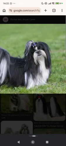 Shih Tzu