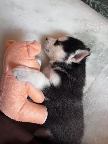 Husky siberiano O pedido de cachorro pode virar realidade