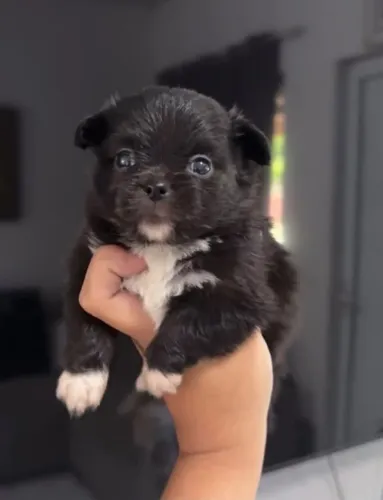 Chihuahua macho pelo longo com kit grátis