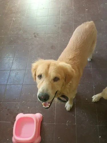 Golden pra doação