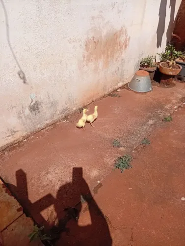Patinho filhote