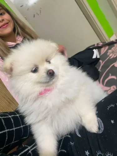 Lulu da Pomerânia  1.700