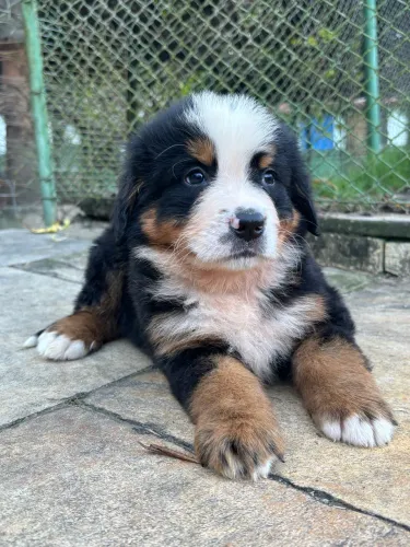 Bernese filhote