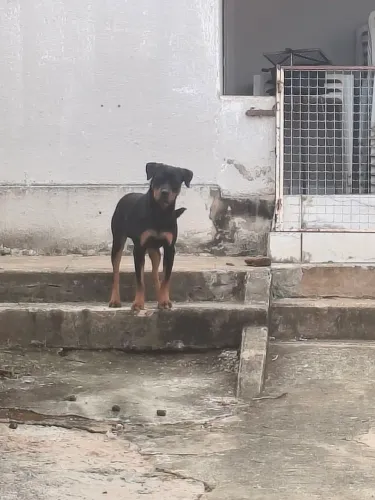 Macho para cruza