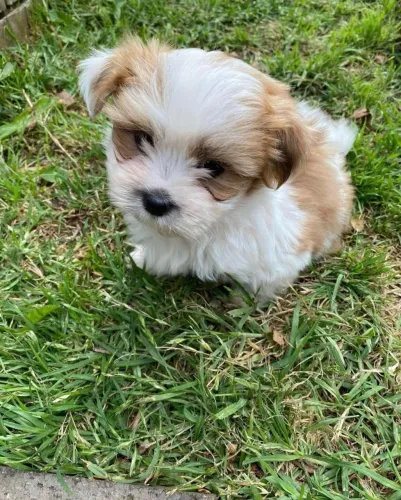 Filhotes de Shih Tzu | Mini alegria garantida!