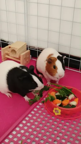Porquinho da índia
