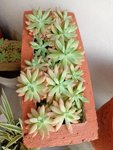 Suculenta 