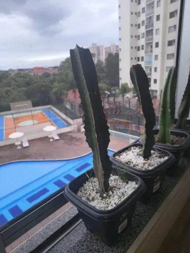 Vendo muda de cacto