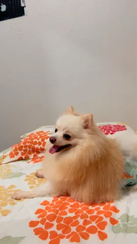 Spitz macho