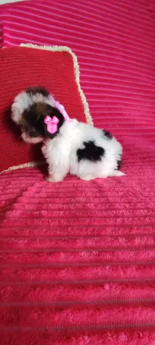 Filhote de shtzu fêmea micro