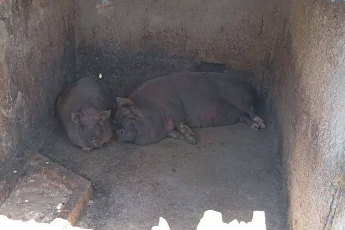 Porco caipira (arroba 175,00 vivo)