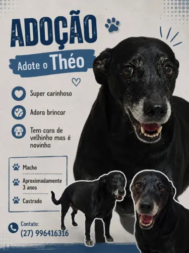 Cachorrinho para adoção!!!