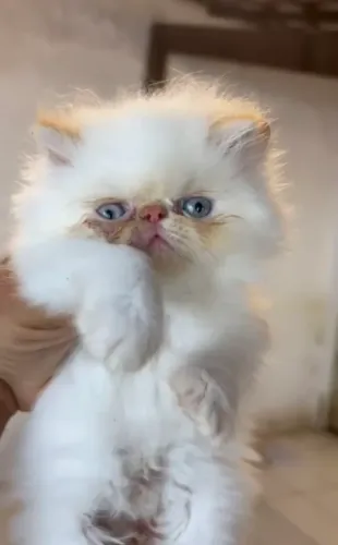 Macho persa $2.000,00 para reserva zap * 