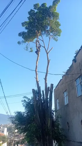 PODAS DE ÁRVORES 