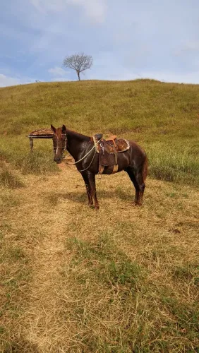 Cavalo marcha de centro e picada