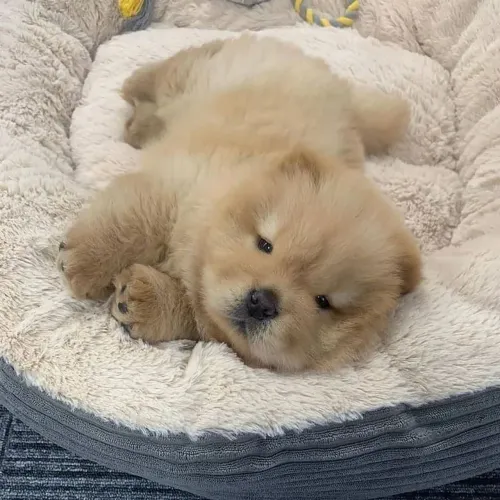 Filhotes De Chow Chow - Nada Como Um Amigo Fiel Para Tornar Sua Vida Mais Feliz 