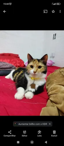 Doação Gatinha Tricolor