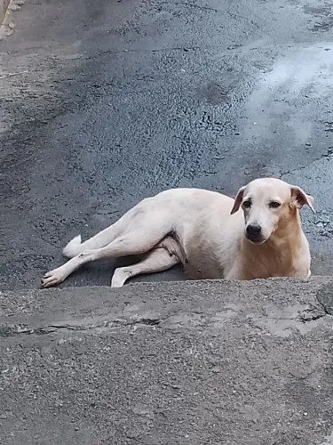 Cadela companheira e fiel.
