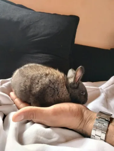 Coelhos mansos e saudáveis 30 reais
