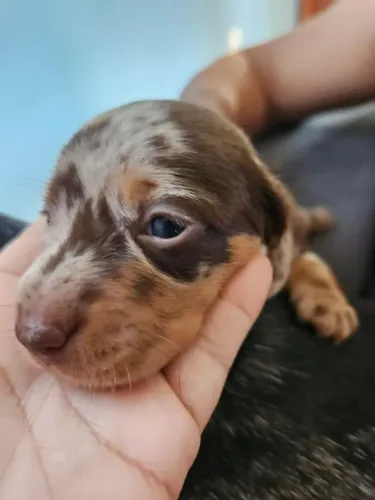 Filhote de dachshund (salsichinha)
