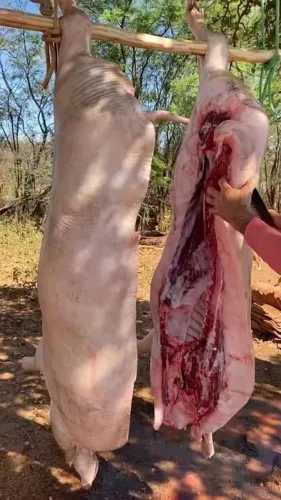Carne suína,inteiro,bandas e peças; paleta,pernil, costela e suã.