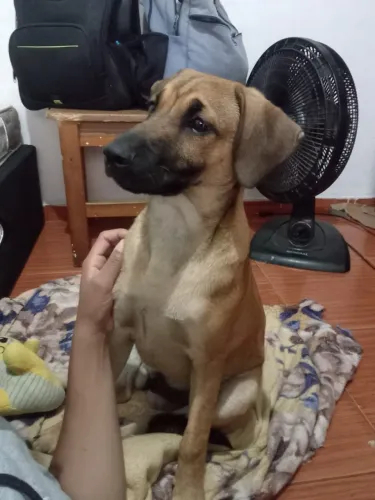 Doação cãozinho