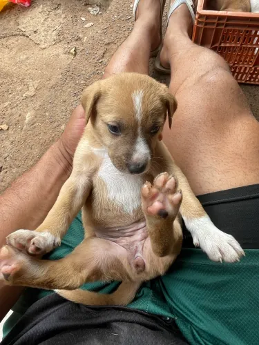 Doação cachorros