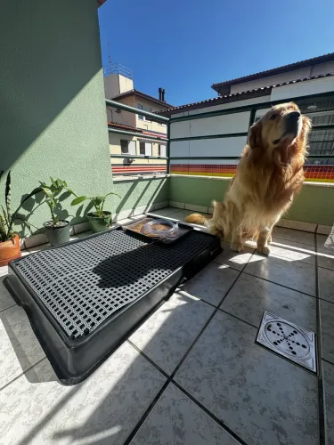Weasy Banheiro Inteligente - Cachorro Porte Grande