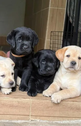 macho e femea labrador
