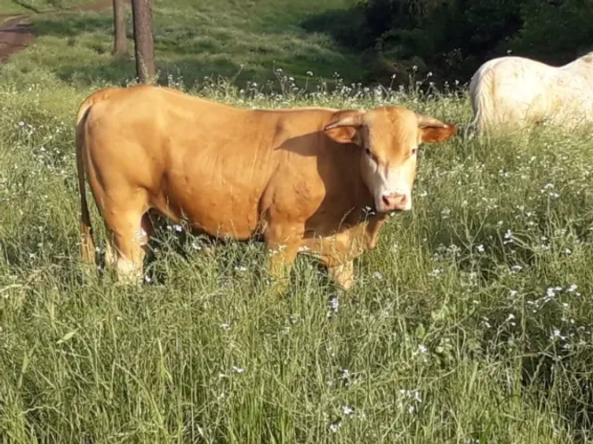 Reprodutores Caracu a venda