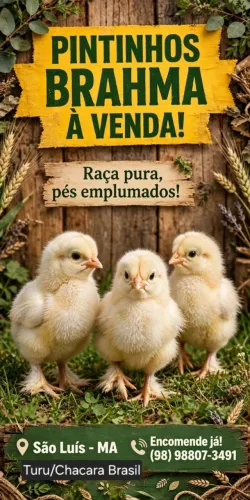 PINTINHOS DE RAÇA BRAHMA 