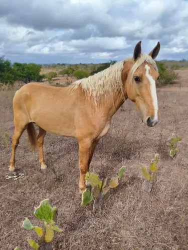 Animais a venda