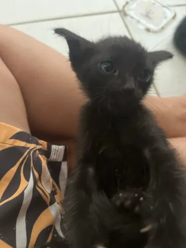 Alguém  doar esses gato